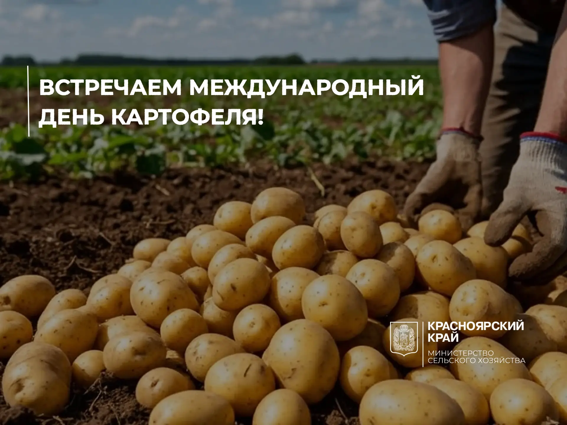 30 мая - Международный день картофеля!