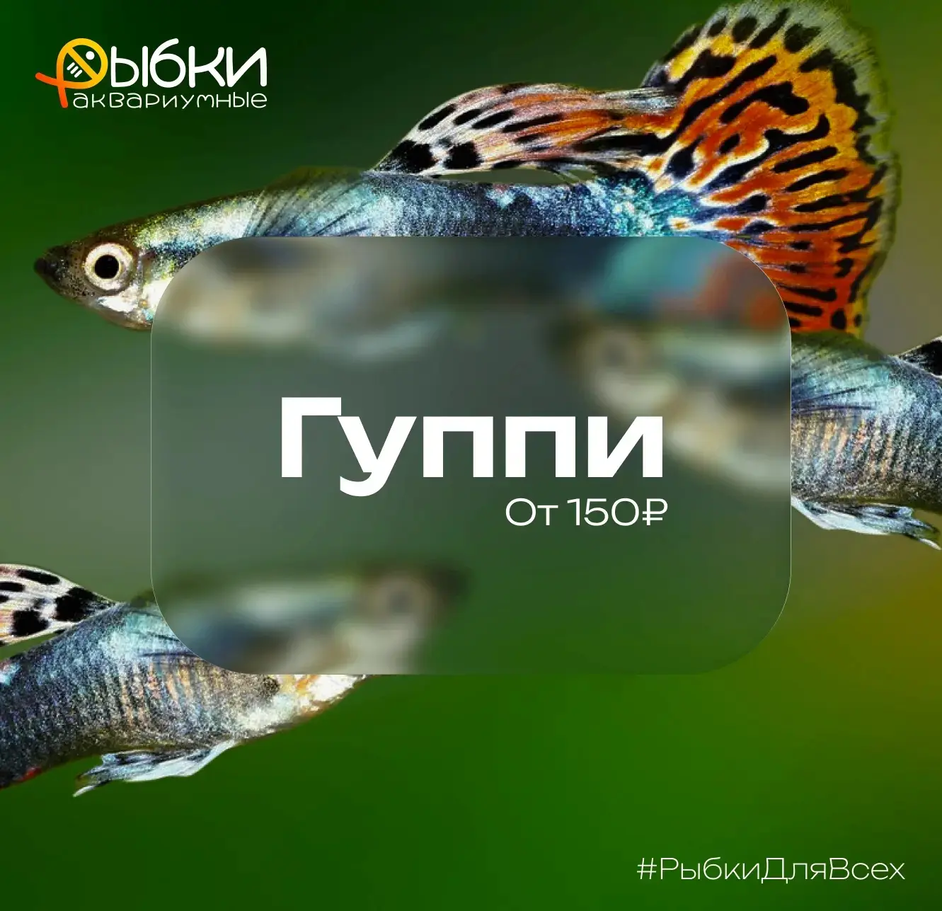 Гуппи — очень интересные рыбки! Ловите несколько интересных фактов про них 🤍