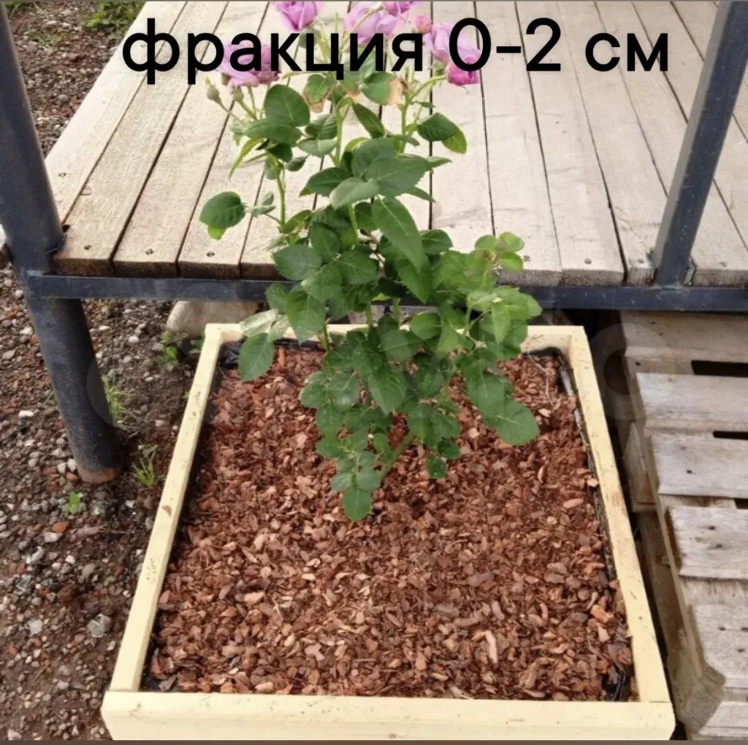 КОРА СОСНЫ 🌳