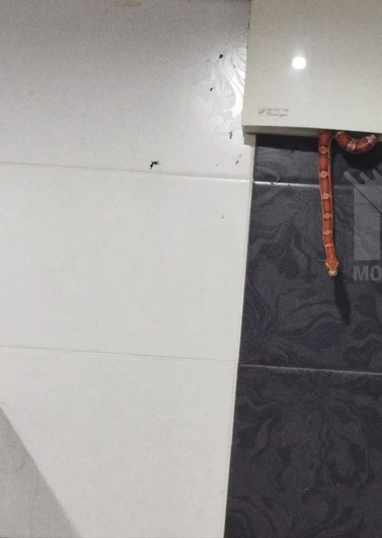 🐍 Змея выползла из вентиляции в ванной москвича, пока он принимал душ.