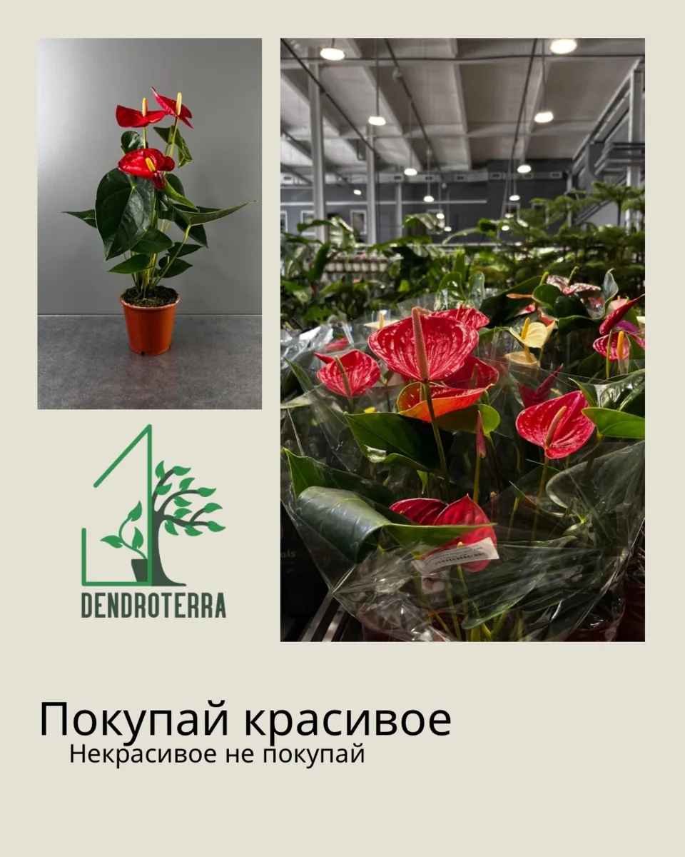 Всё гениальное - просто 🌿

Чтобы сделать дом уютнее, не всегда нужны сложные дизайнерские решения