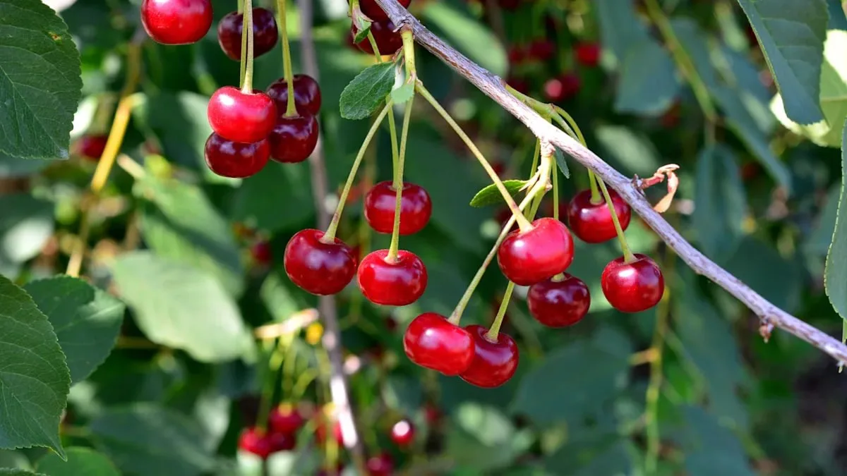 🍒 Опилки для богатого урожая вишни  
Свежие опилки при разложении забирают из почвы азот, поэтому в