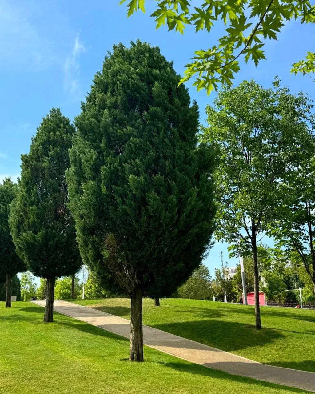 Кипарисовик может вырасти да 80 м 🌲 А живёт свыше 100 лет 🔝