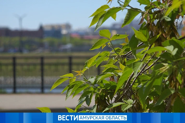 Небольшой дождь на севере: прогноз погоды на 19 мая в Приамурье  По области прогнозируется переменна