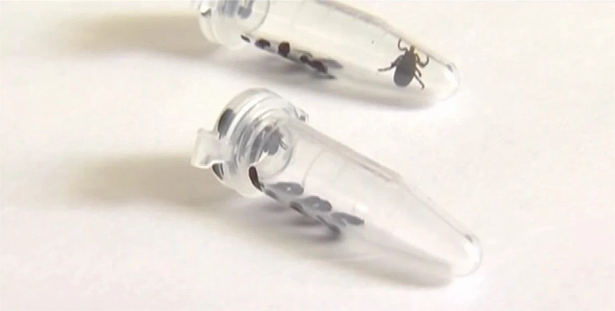 🕷 Почти 400 жителей Иркутской области пострадали от укусов клещей за неделю
