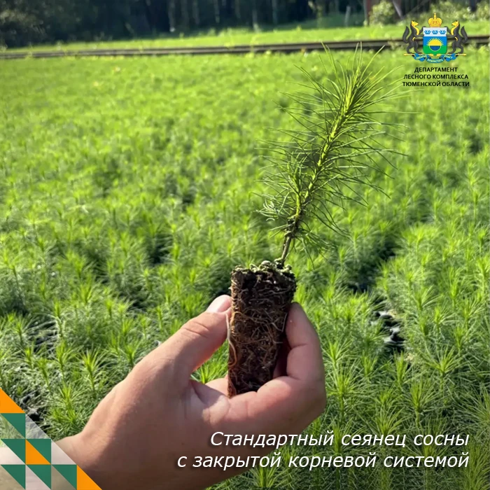 🌱 Как теплицы помогают выращивать будущие леса