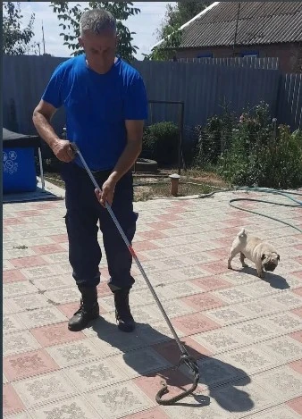Змеи продолжают наведываться к жителям Ставрополья
 
К жителям села Дивного в гости  приползла змея.