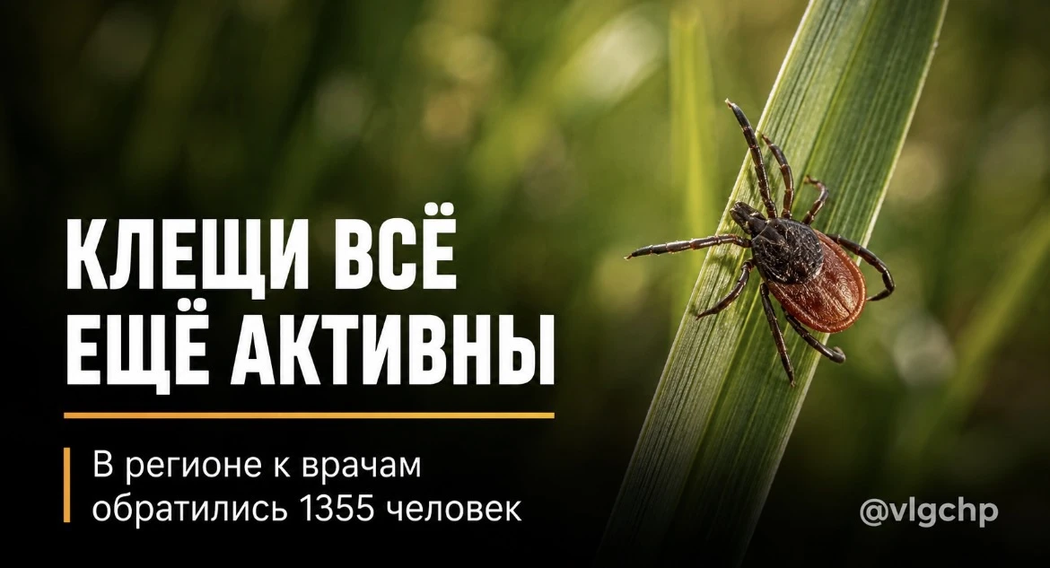 🕷 Клещи всё ещё активны в Волгоградской области