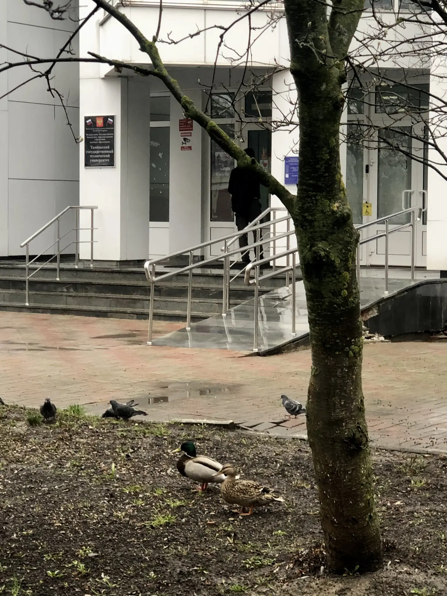 🦆 Срочные новости: в АрхСиТ прибыли эксперты по ландшафтному дизайну! 🕵️‍♂️📐  Сегодня у входа в корп
