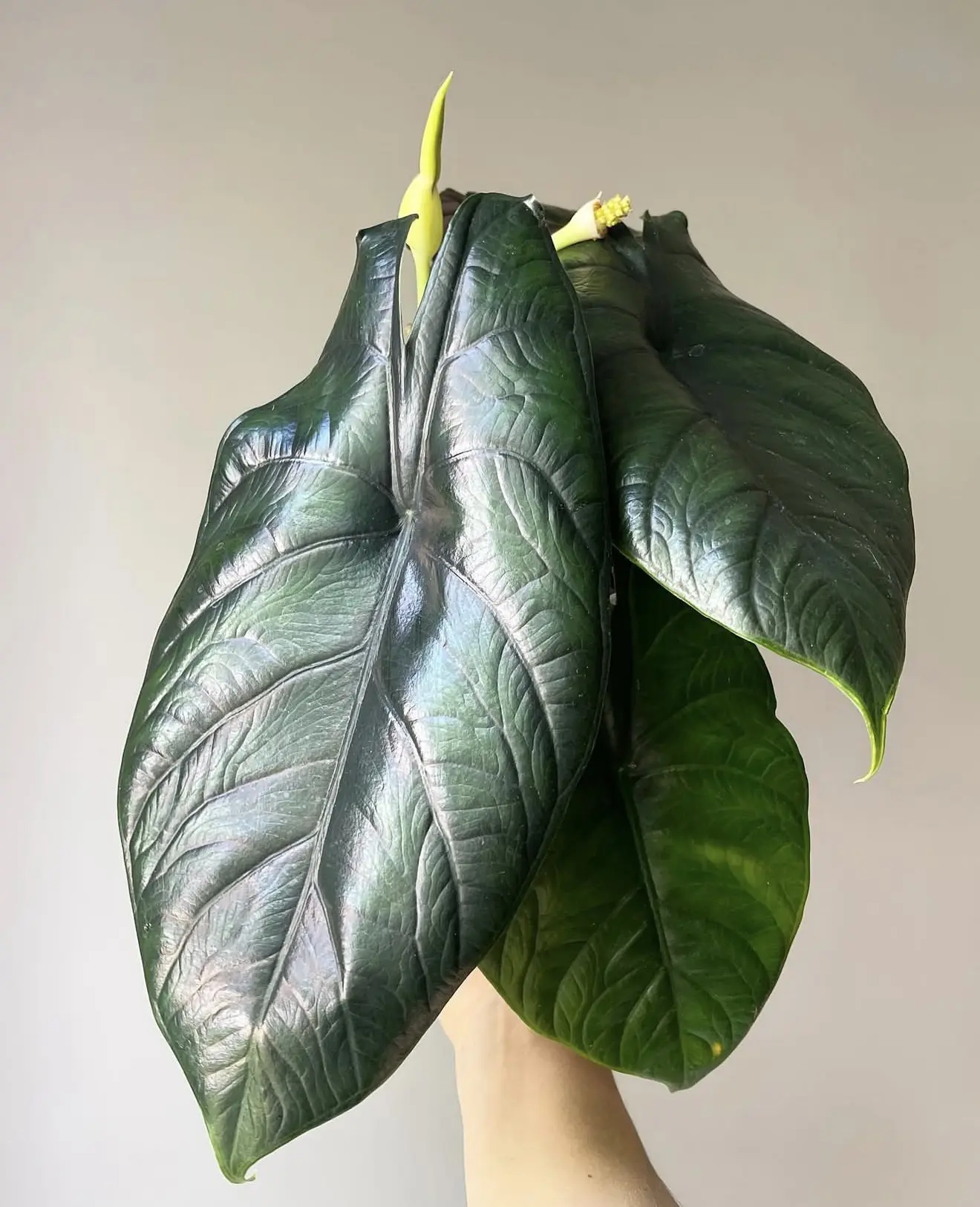 🍃Алоказия Грин Юникорн