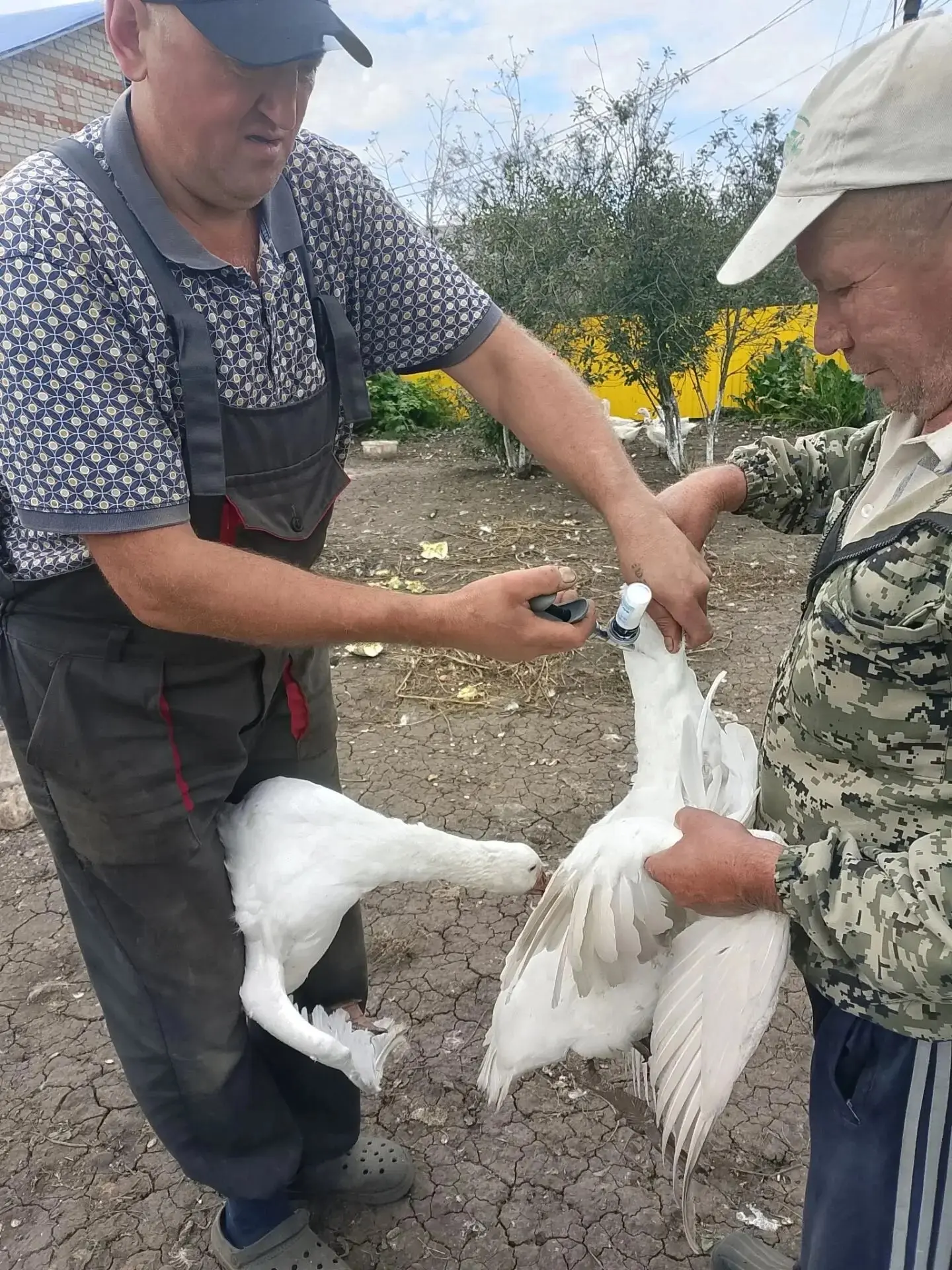 🔥 Зачем вакцинировать птицу?