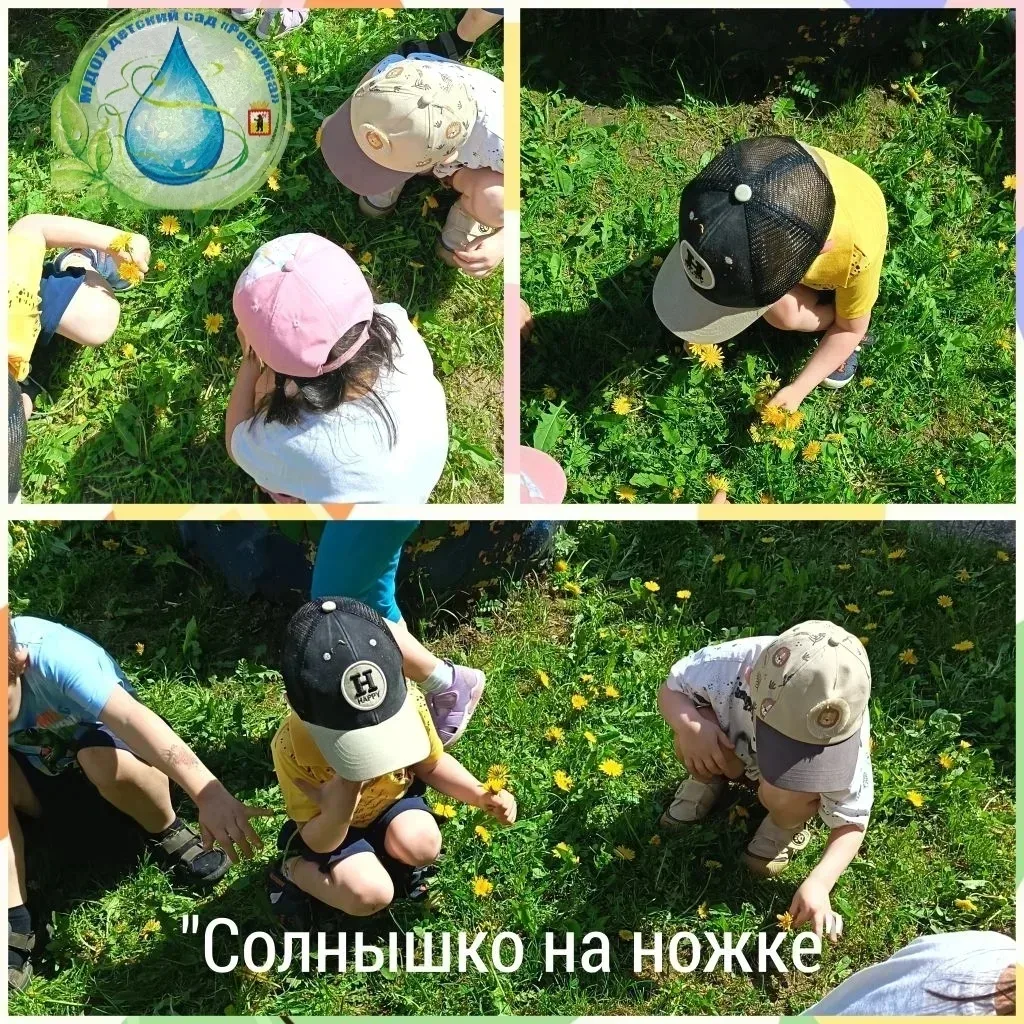 В младшей группе "Цыплята" прошла тематическая прогулка, посвящённая цветку, похожему н...