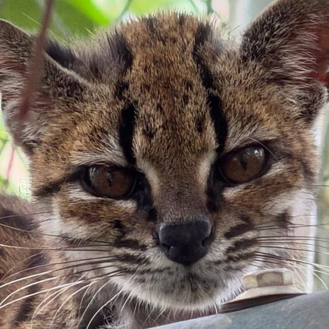 🐈 Новый вид кошек открыли учёные впервые за 100 лет.