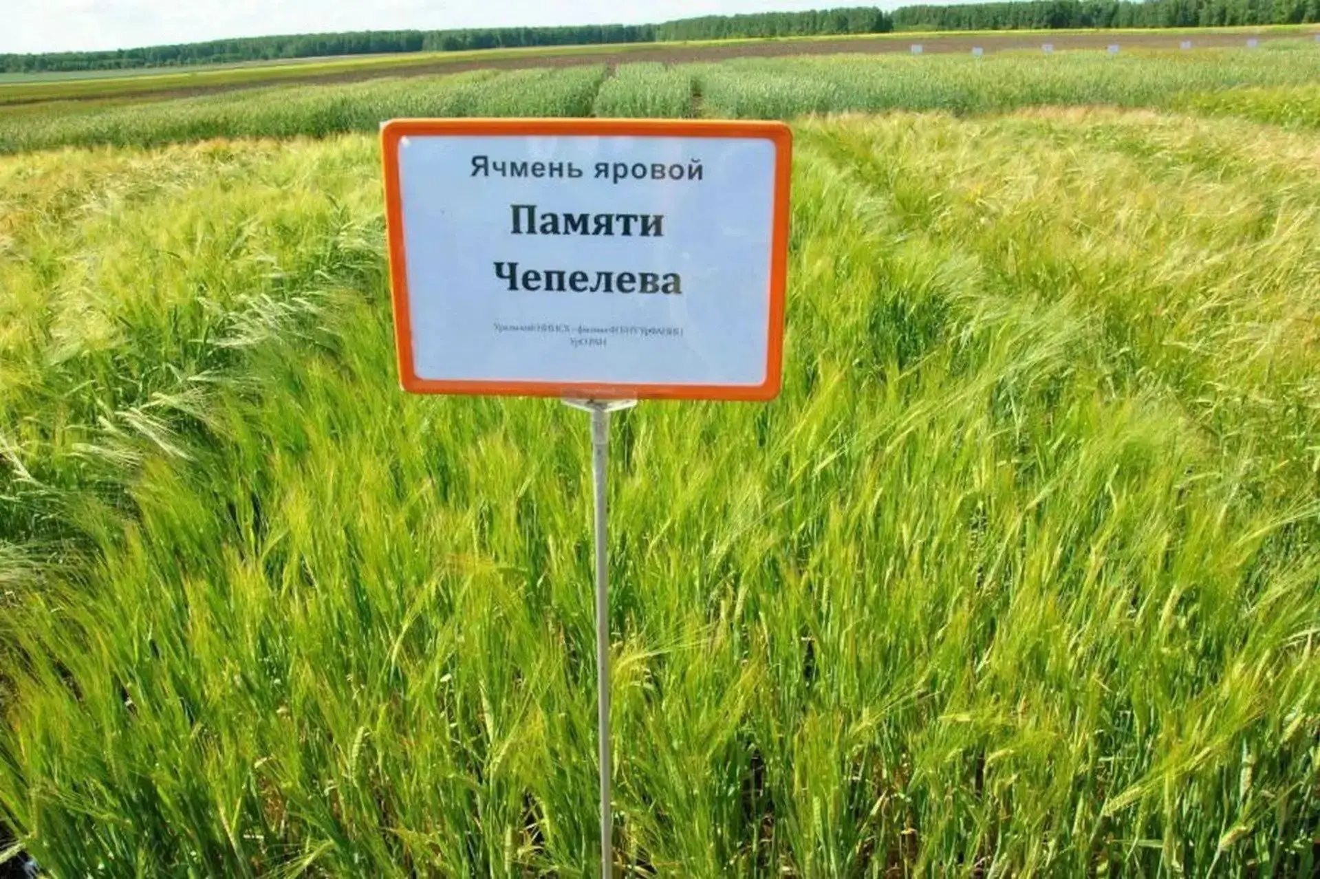 Уральский ячмень — лучший в России! 🌾Есть повод по-настоящему гордиться достижением на...
