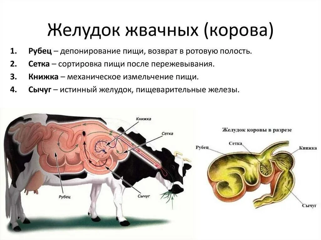 Атония преджелудков — это полное подавление двигательной функции рубца, сетки и книжки ...