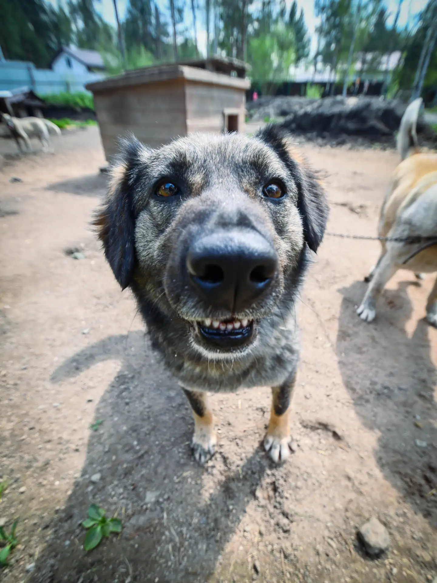 Австралия, или просто Рали - бедолага, на которую не смотрят...🐾