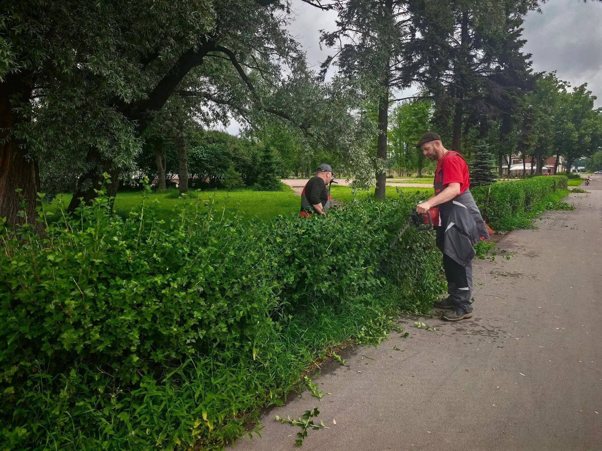 В нашем парке стартовал второй этап стрижки кустарников. Приводим живую изгородь в идеа...