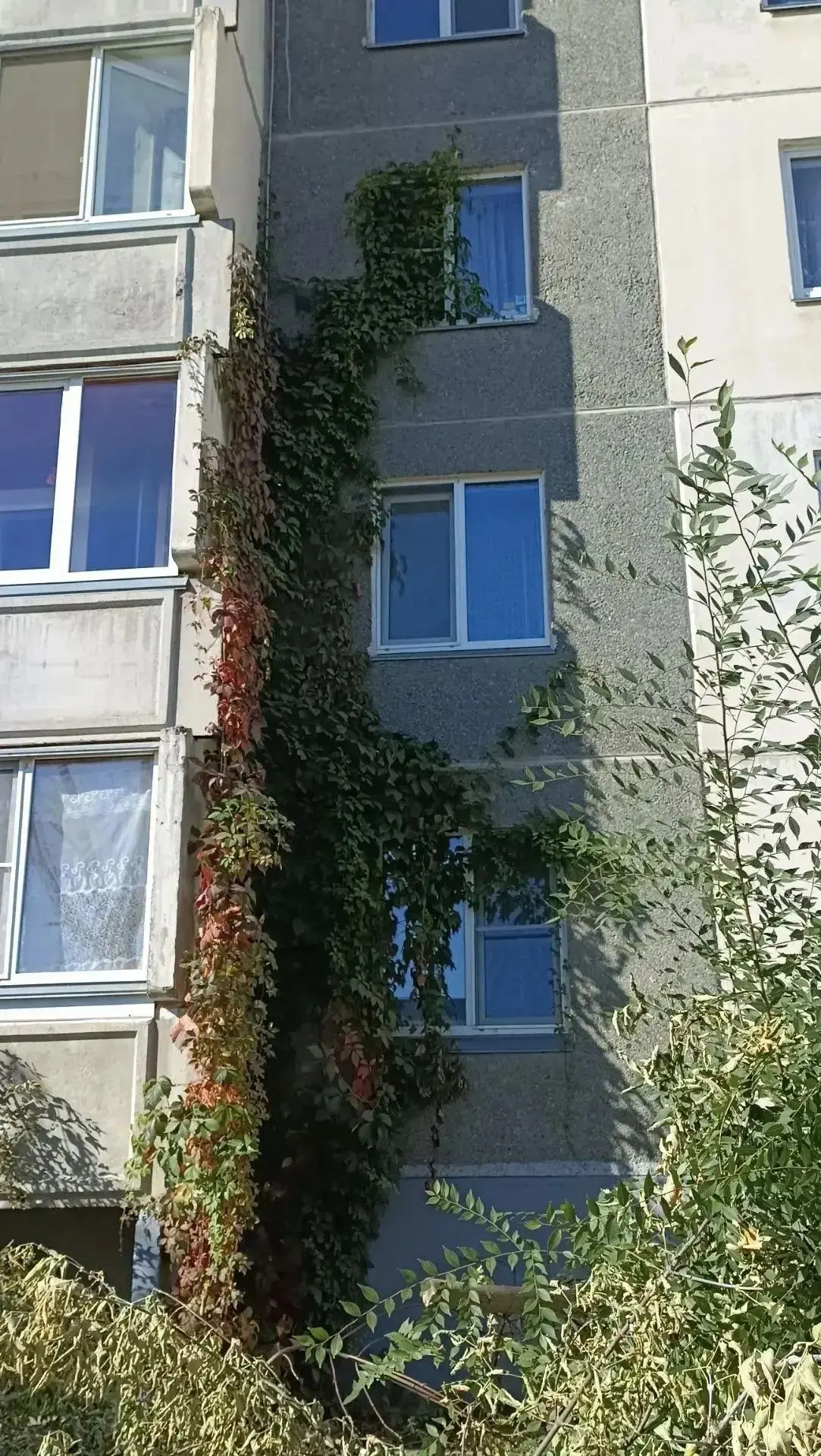 🌱Плющ решил захватить очередной дом в Кургане