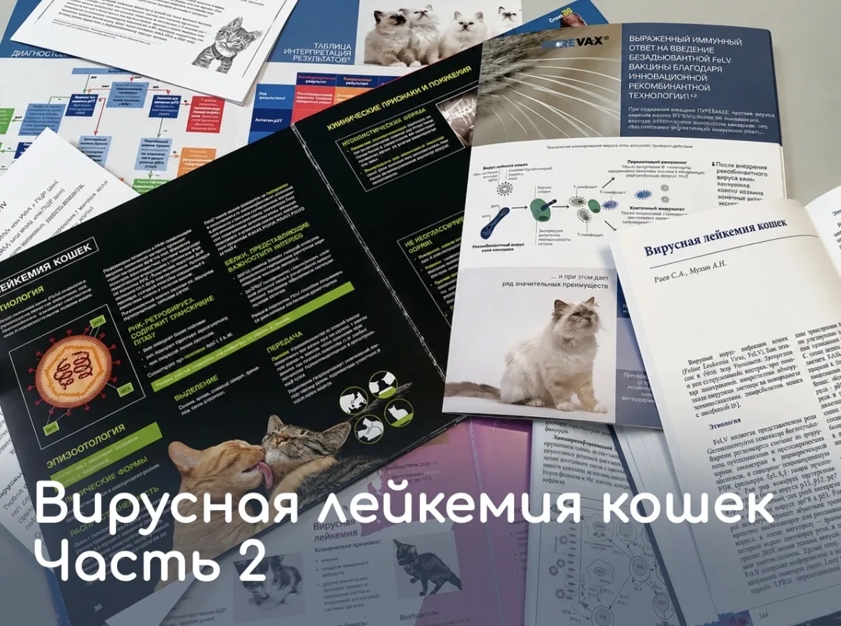 🐱 Вирусная лейкемия кошек: можно ли жить с этим диагнозом?