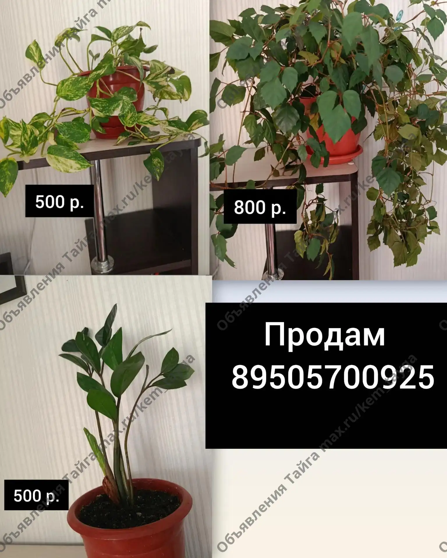 (без текста)
