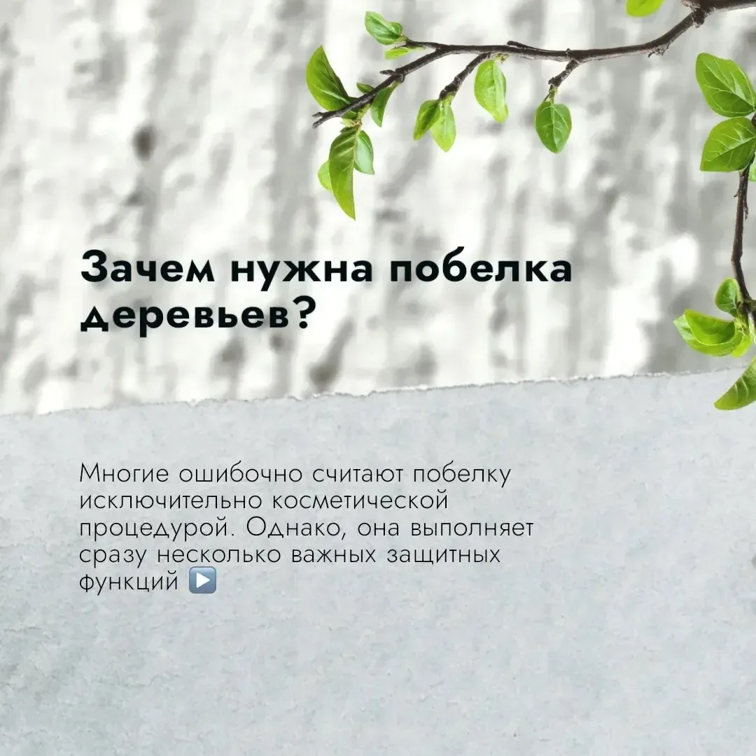 🌳В Чебоксарах проходят работы в рамках майской побелки деревьев   🌿 Обработка стволов деревьев в это
