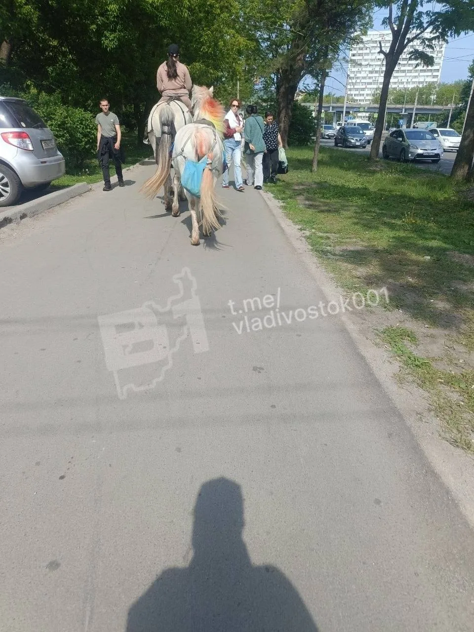 Лошади на тротуаре на Русской: жители Владивостока жалуются на всадников среди пешеходов.  Очевидцы 