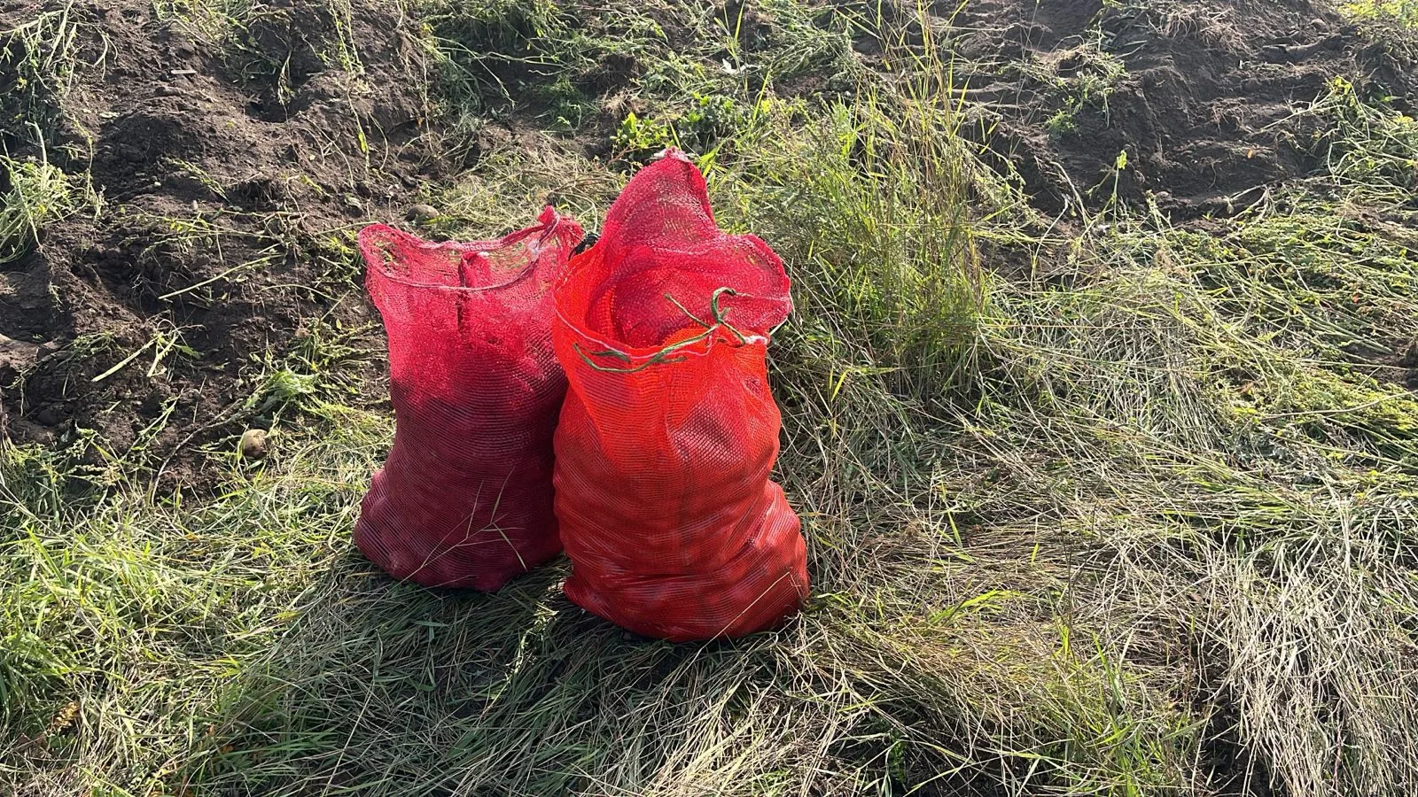 🥔🚜 УРОЖАЙ СОБРАН! 🎉