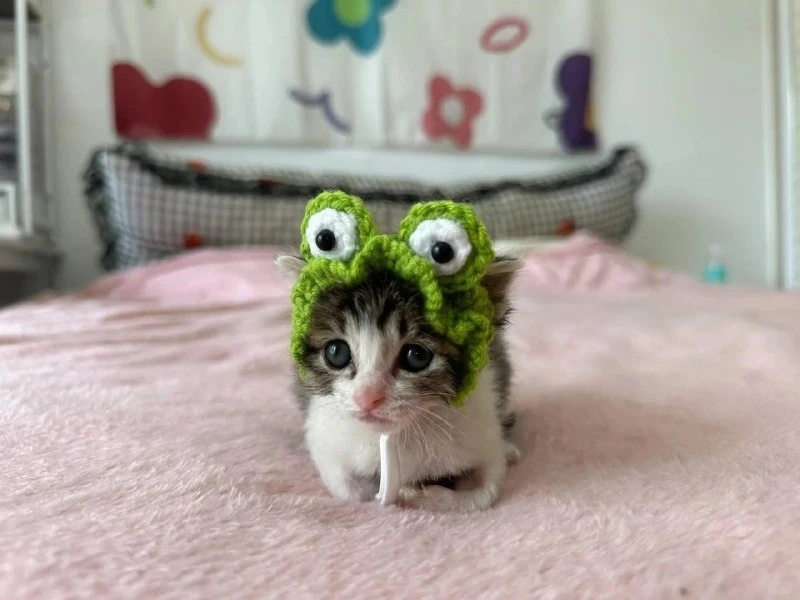 Самый милый лягушонок на свете 🐸