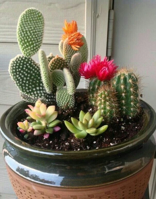 🌵 Как правильно поливать суккуленты и кактусы