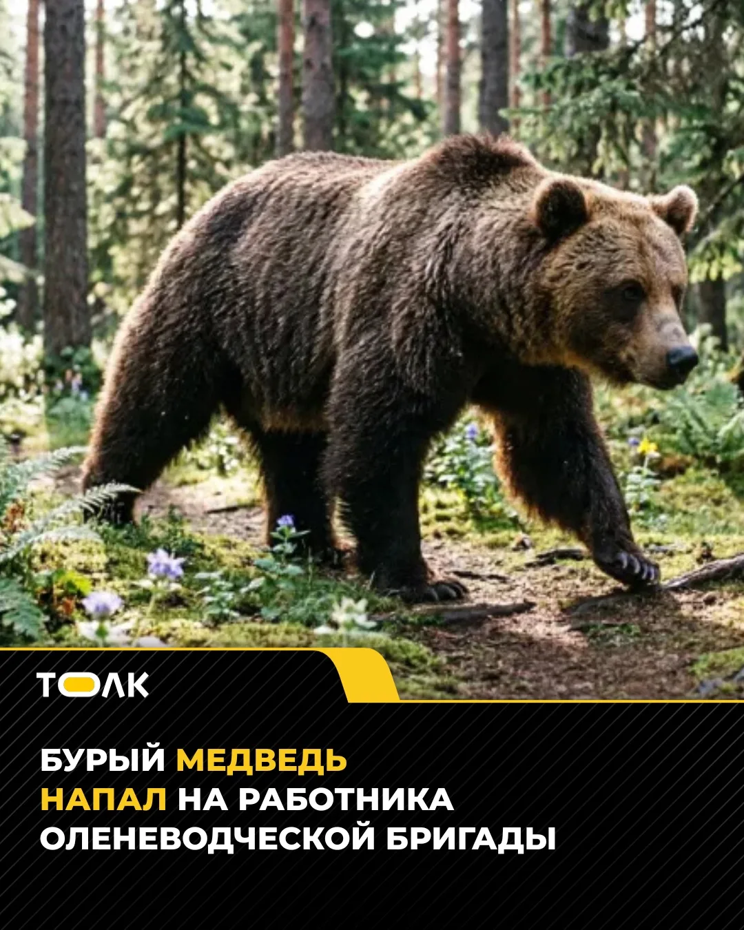🐻 Бурый медведь прокусил бедро оленеводу на Чукотке