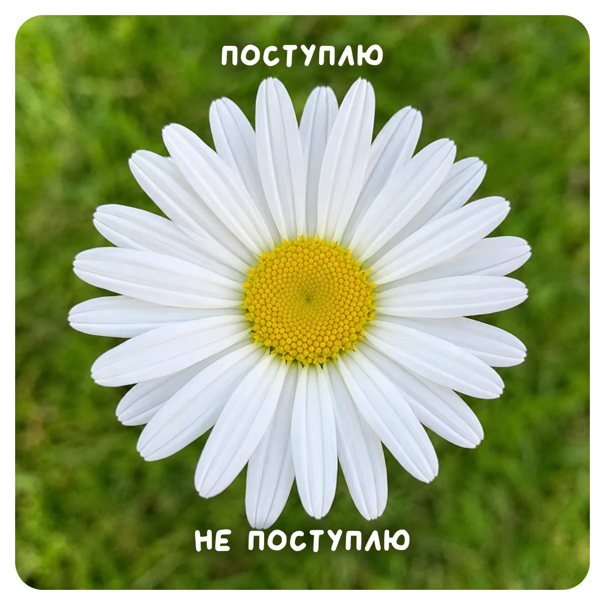 🌼 Сегодня отмечается День гадания на ромашках