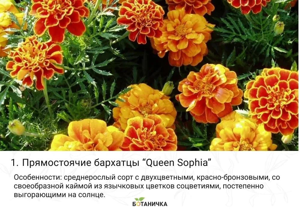 🧡 Если вам кажется, что вы знаете бархатцы, скорее всего, вы знаете лишь малую часть и...