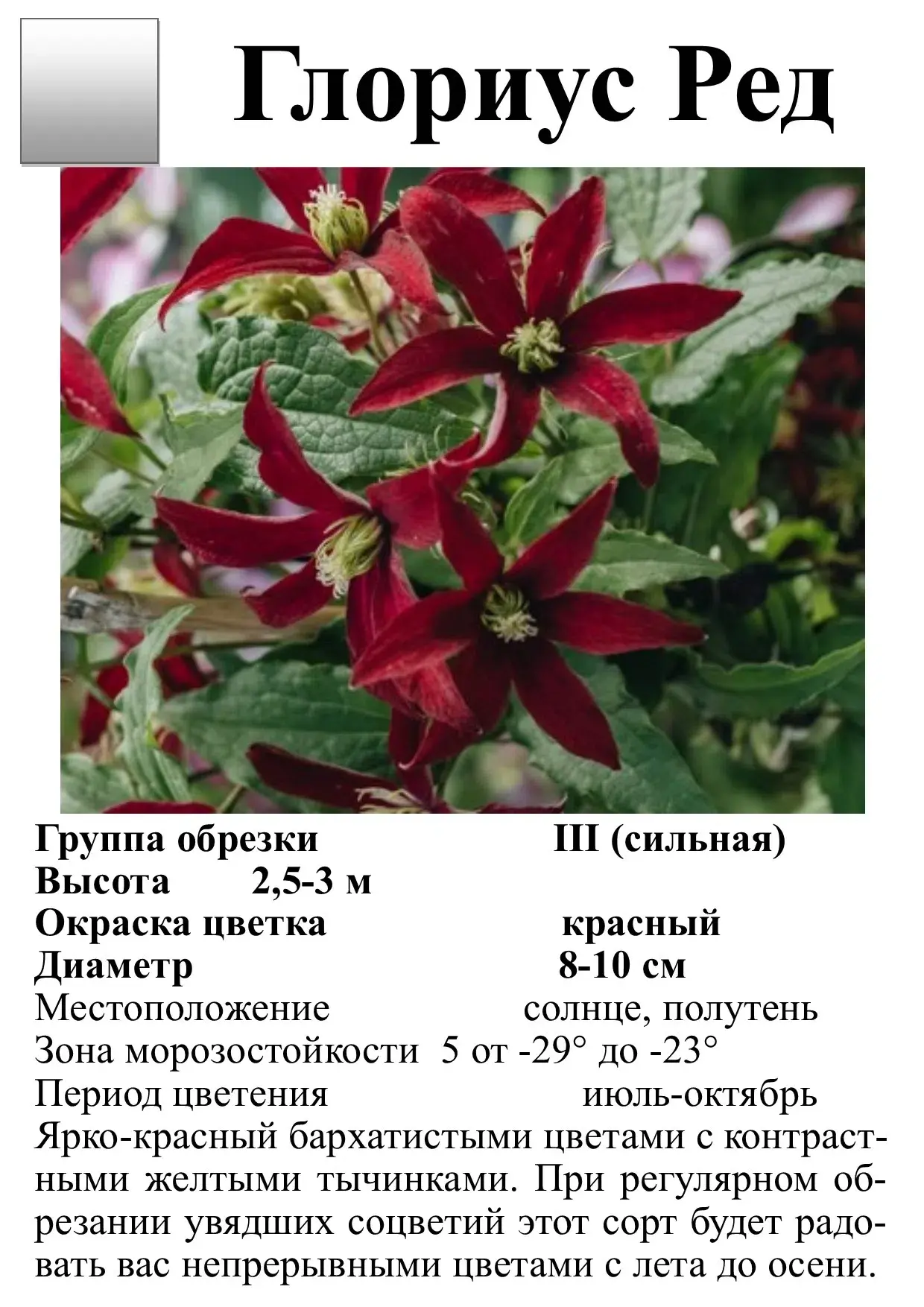 КЛЕМАТИСЫ в ассортименте.
Стоимость от 700р. 

Питомник растений РассадаРу
с.Ягодное, Производственн