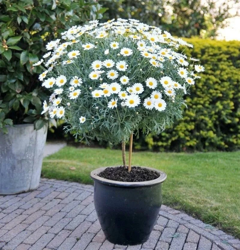 Ромашковое дерево — аргирантемум: пышное цветение всё лето 🌼

ℹ️ Аргирантемум (ромашковое дерево) —