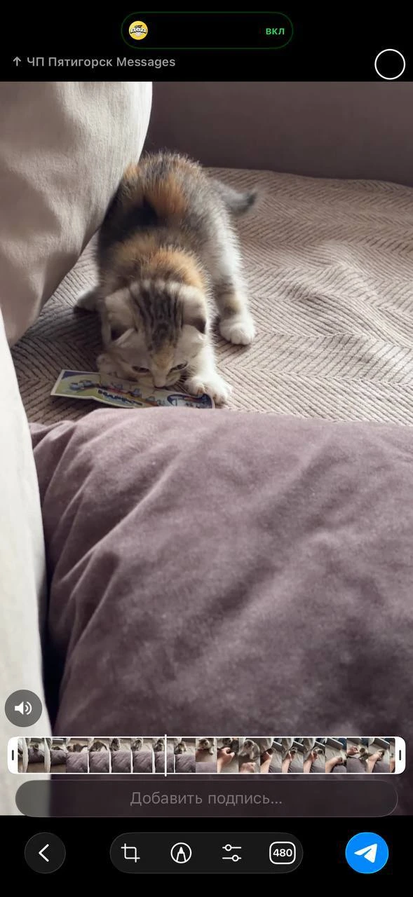 Пропал котенок в районе новой пролетарки (Пятигорск)