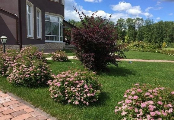 🌸 Влюбиться в спирею невозможно не с первого взгляда! 🌸