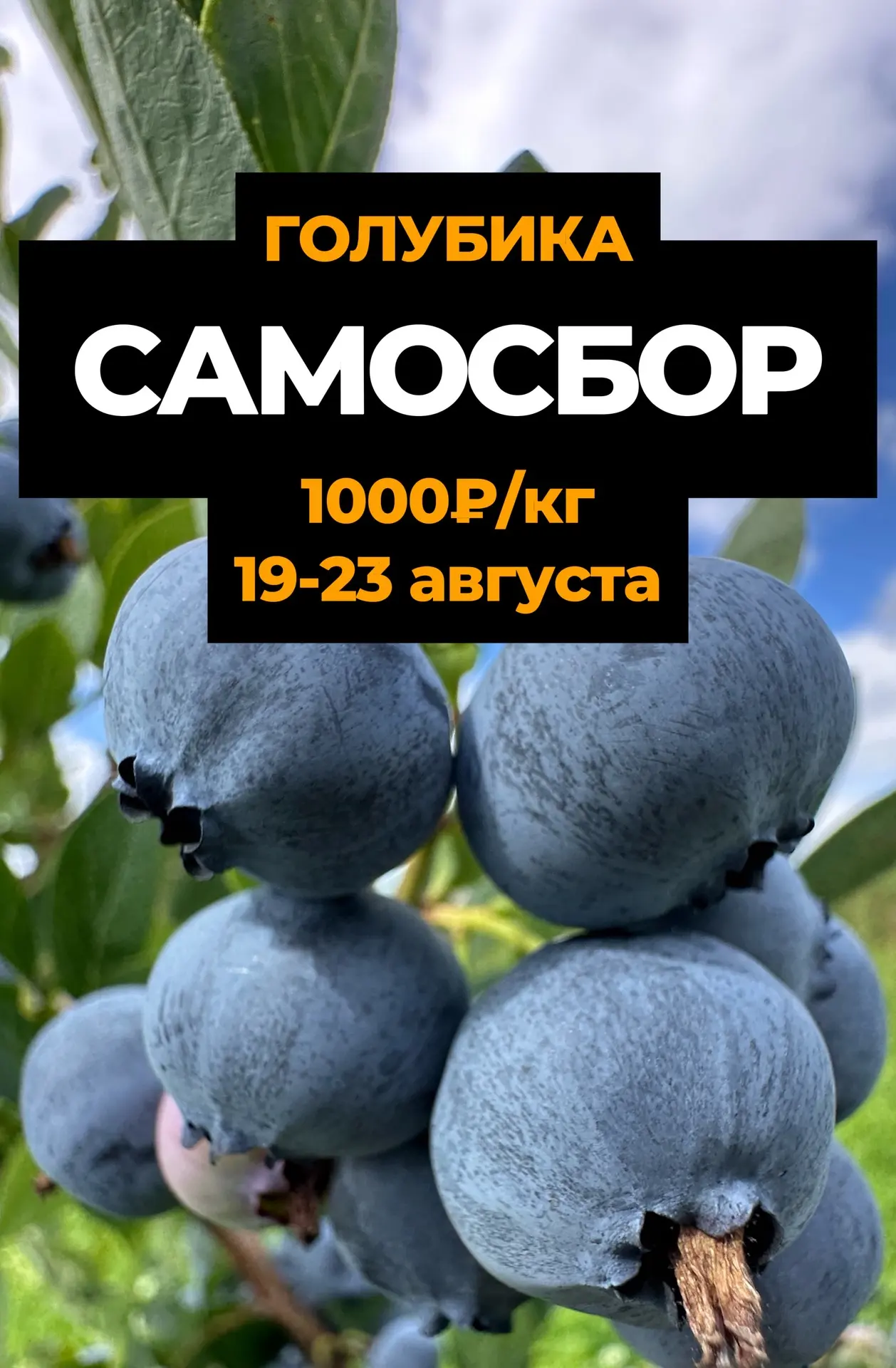 🫐 Самосбор голубики