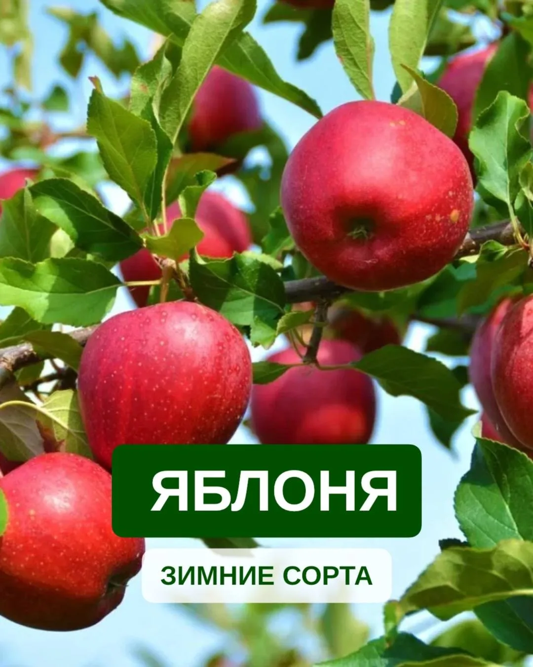 🍏❄️ Зимние сорта яблонь: сладкий запас до самого января