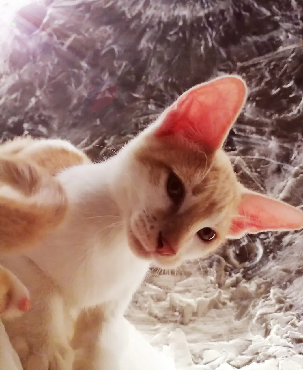 Котёнок Марсель... В добрые руки...