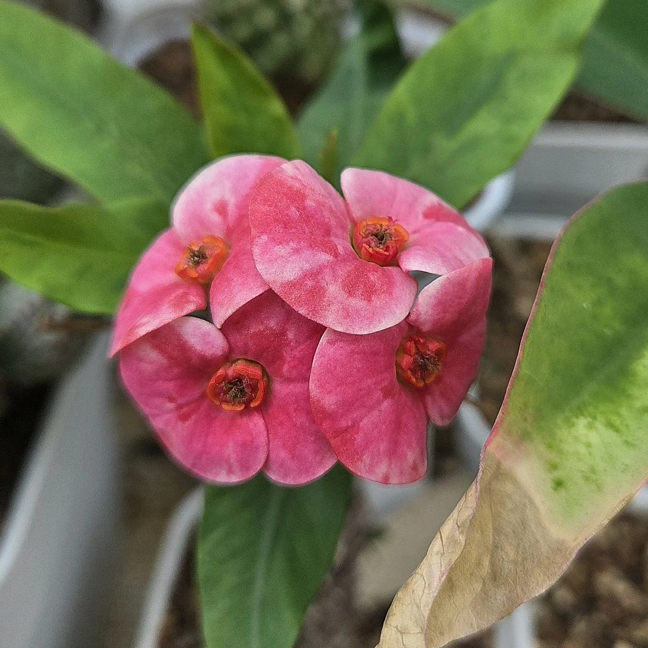Разбавим ленту красивыми цветами 🌺