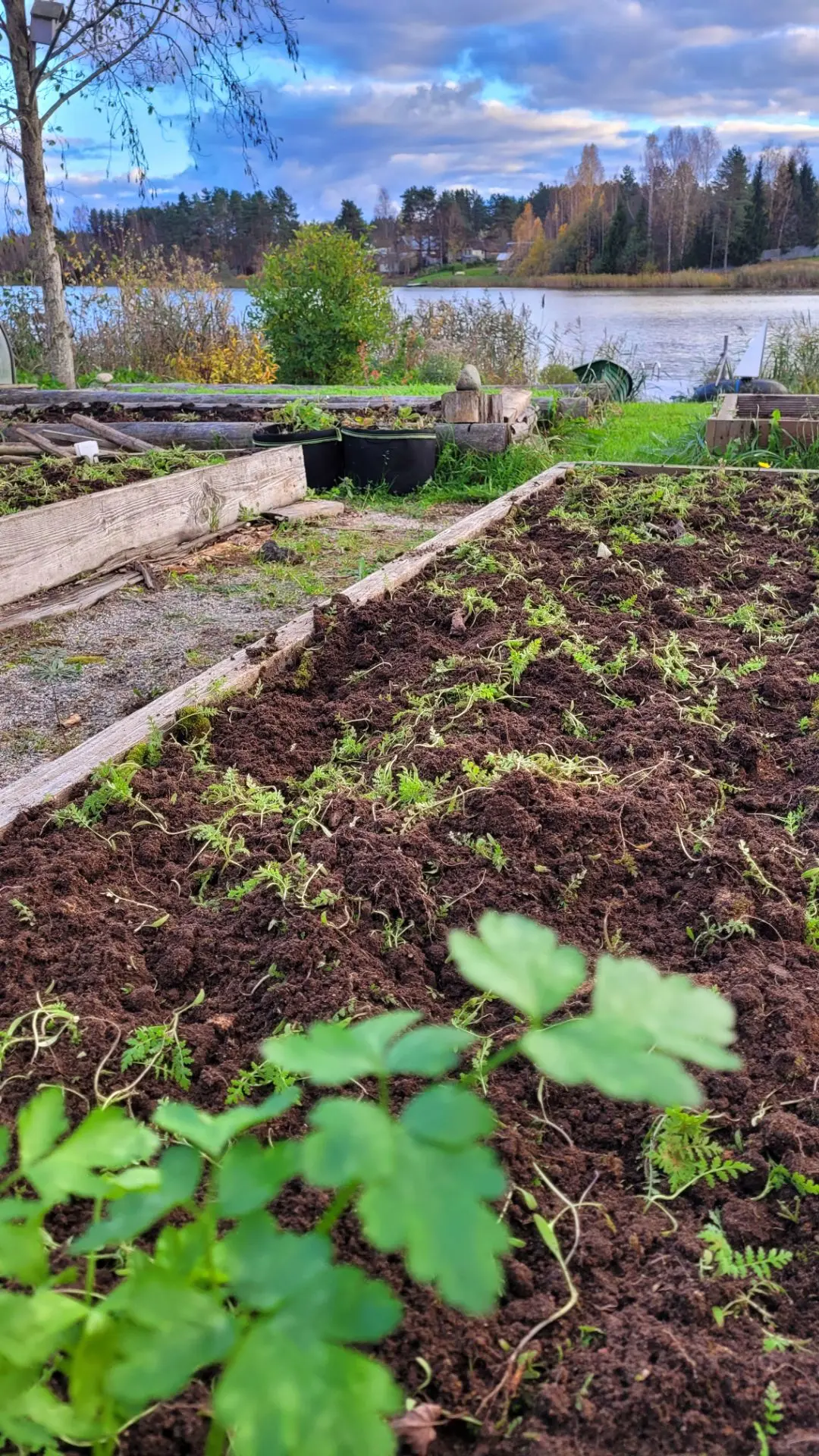 Заправка грядок и фацелия в теплице 🌿