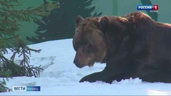 🐻 Популяция медведей в Прикамье продолжает расти: по данным за 2025 год, в регионе оби...
