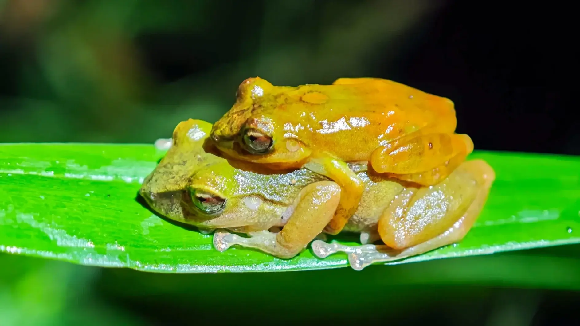 🐸 Больше 100 лет водили ученых за нос: биологи описали новый вид лягушки, который всег...