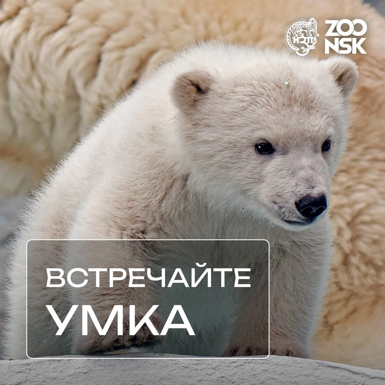 🎉 Объявлено имя белого медвежонка