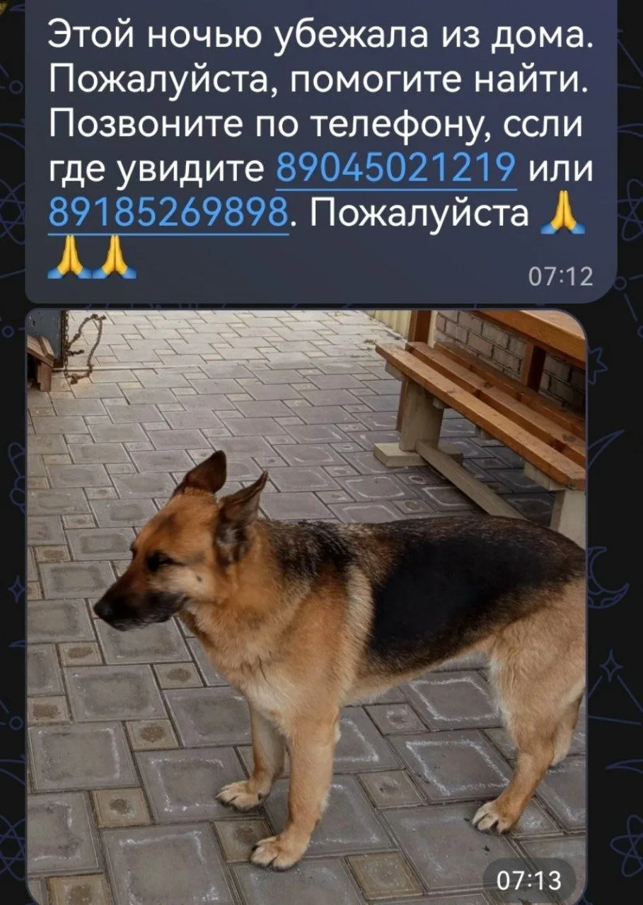 В Петрушино из-за звуков пво убежала овчарка. Искали весь день, пока безрезультатно. По...