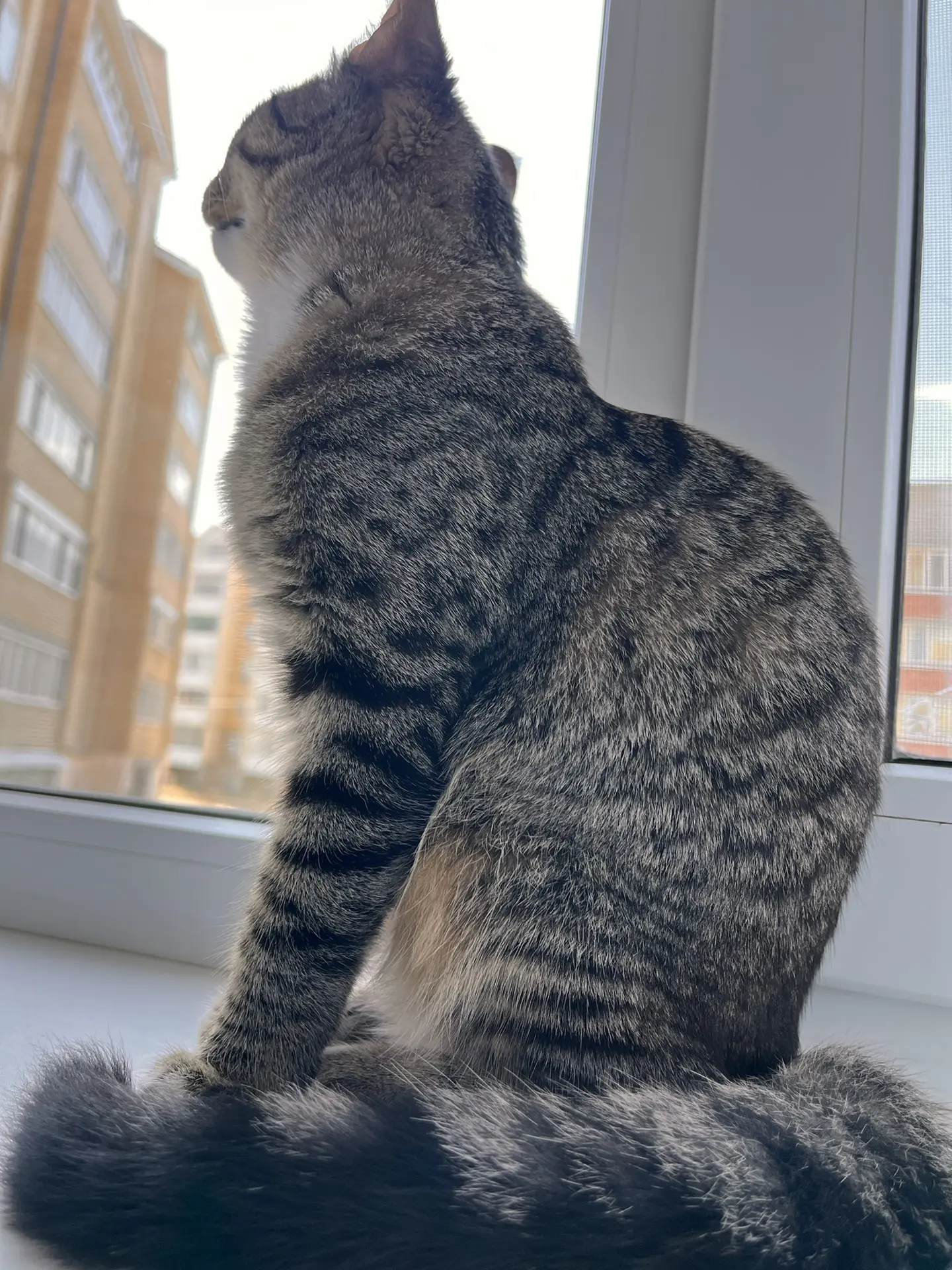 🐾 Про окна…
