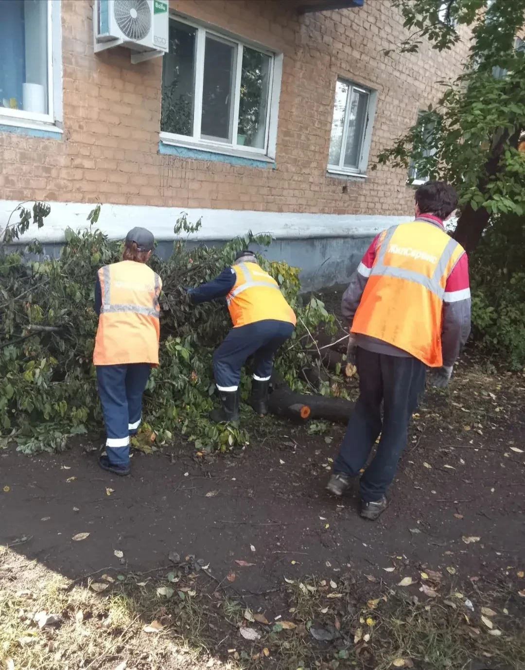 🌳 Деревья и территория: