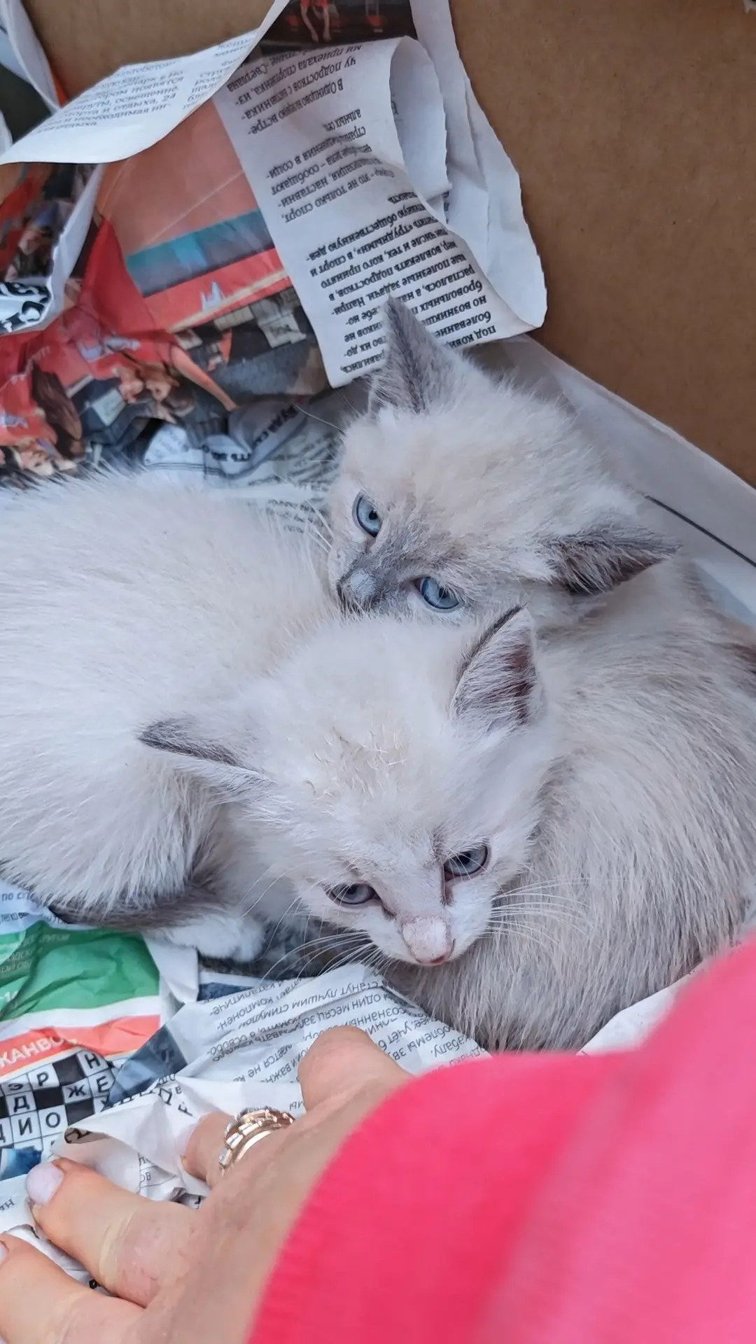 Нам подкинули котят! 😺😺
