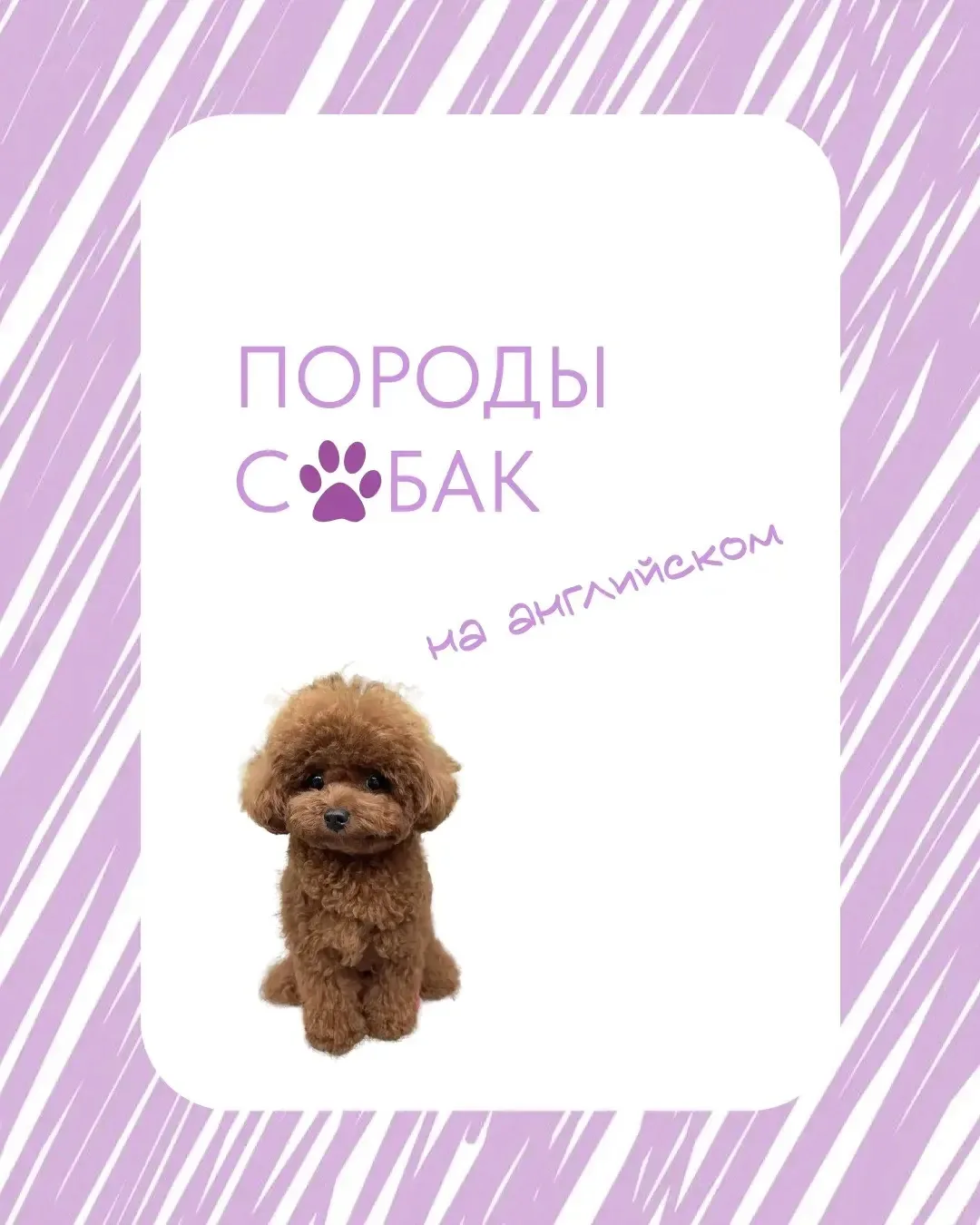 А вы знали названия пород этих милашек?