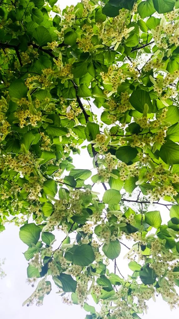 🌱Липовый чай

🫖Липовый чай — это не просто вкусный согревающий напиток с нежным медовым ароматом, 